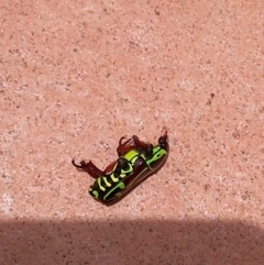 Eupoecila australasiae at Tinbeerwah, QLD - 13 Dec 2022