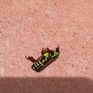 Eupoecila australasiae at Tinbeerwah, QLD - 13 Dec 2022 12:37 PM