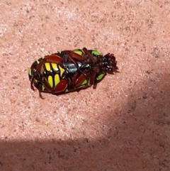 Eupoecila australasiae at Tinbeerwah, QLD - 13 Dec 2022