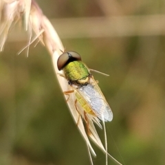 Odontomyia decipiens (Green Soldier Fly) at Aranda, ACT - 31 Dec 2022 by NathanaelC