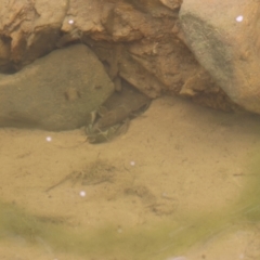 Cherax destructor (Common Yabby) at QPRC LGA - 1 Dec 2022 by Liam.m