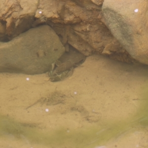 Cherax destructor at Carwoola, NSW - 1 Dec 2022