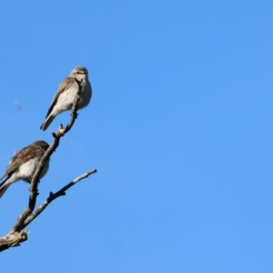 Microeca fascinans at Sutton, NSW - 19 Dec 2022 07:47 AM