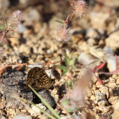 Geitoneura acantha (Ringed Xenica) at Googong Foreshore - 22 Dec 2022 by Liam.m