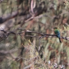 Merops ornatus (Rainbow Bee-eater) at Googong Foreshore - 22 Dec 2022 by Liam.m