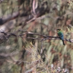 Merops ornatus (Rainbow Bee-eater) at Burra, NSW - 22 Dec 2022 by Liam.m