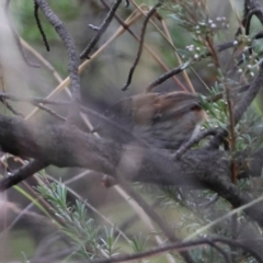 Hylacola pyrrhopygia (Chestnut-rumped Heathwren) at Carwoola, NSW - 26 Dec 2022 by Liam.m