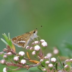 Taractrocera papyria (White-banded Grass-dart) at QPRC LGA - 29 Dec 2022 by Liam.m