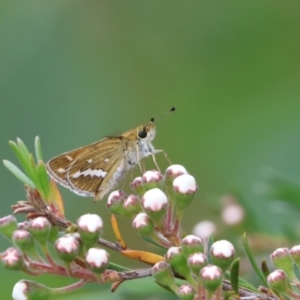 Taractrocera papyria at Carwoola, NSW - suppressed