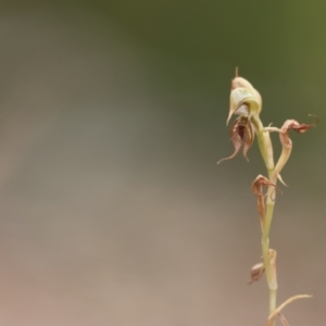 Oligochaetochilus hamatus at Carwoola, NSW - 1 Jan 2023