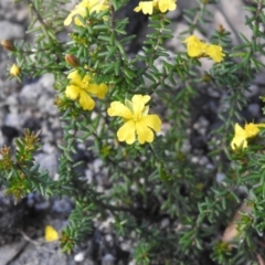 Hibbertia ericifolia (Hairy Guinea Flower) at QPRC LGA - 11 Nov 2022 by Liam.m