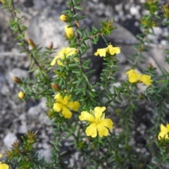 Hibbertia ericifolia at Bombay, NSW - 12 Nov 2022