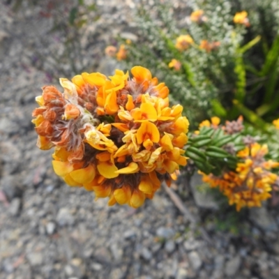 Oxylobium ellipticum (Common Shaggy Pea) at QPRC LGA - 11 Nov 2022 by Liam.m