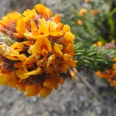 Oxylobium ellipticum at Bombay, NSW - suppressed