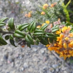 Oxylobium ellipticum at Bombay, NSW - suppressed