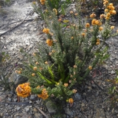 Oxylobium ellipticum at Bombay, NSW - suppressed