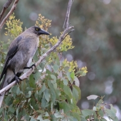 Strepera versicolor (Grey Currawong) at QPRC LGA - 29 Dec 2022 by Liam.m