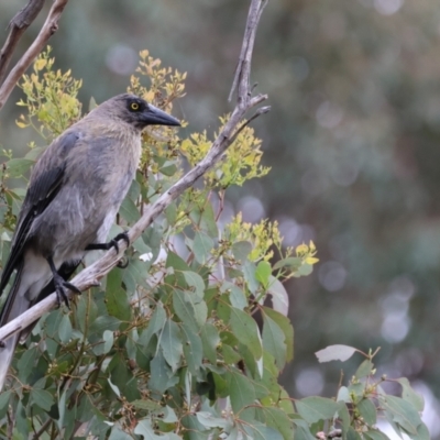 Strepera versicolor (Grey Currawong) at QPRC LGA - 29 Dec 2022 by Liam.m