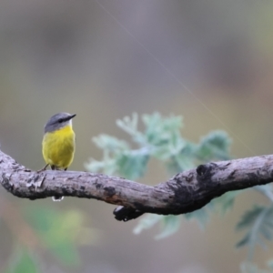 Eopsaltria australis at Carwoola, NSW - suppressed