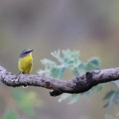 Eopsaltria australis (Eastern Yellow Robin) at Carwoola, NSW - 29 Dec 2022 by Liam.m