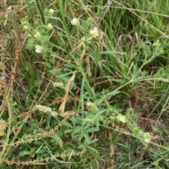 Potentilla recta (Sulphur Cinquefoil) at Hall, ACT - 31 Dec 2022 by Rosie