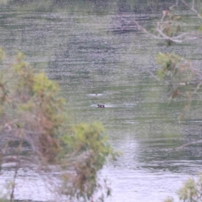 Anas castanea (Chestnut Teal) at QPRC LGA - 30 Dec 2022 by Liam.m