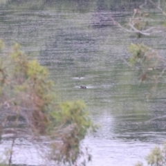Anas castanea (Chestnut Teal) at Rossi, NSW - 30 Dec 2022 by Liam.m