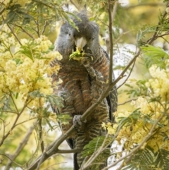 Callocephalon fimbriatum (Gang-gang Cockatoo) at Captains Flat, NSW - 31 Dec 2022 by trevsci