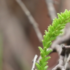 Microtis parviflora (Slender Onion Orchid) at Cotter River, ACT - 1 Jan 2023 by SandraH