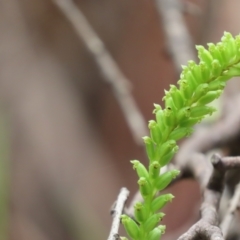 Microtis parviflora (Slender Onion Orchid) at Namadgi National Park - 31 Dec 2022 by SandraH