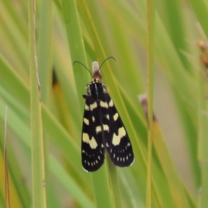 Phalaenoides tristifica at Paddys River, ACT - 1 Jan 2023