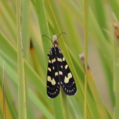 Phalaenoides tristifica (Willow-herb Day-moth) at Paddys River, ACT - 31 Dec 2022 by SandraH