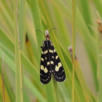 Phalaenoides tristifica (Willow-herb Day-moth) at Gibraltar Pines - 31 Dec 2022 by SandraH