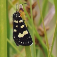 Phalaenoides tristifica at Paddys River, ACT - 1 Jan 2023