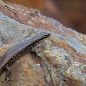 Eulamprus heatwolei at Cotter River, ACT - 1 Jan 2023 10:50 AM