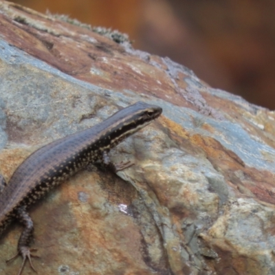 Eulamprus heatwolei (Yellow-bellied Water Skink) at Corin Reservoir - 31 Dec 2022 by SandraH