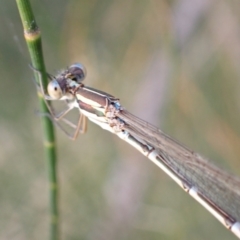 Austrolestes analis (Slender Ringtail) at Murrumbateman, NSW - 28 Dec 2022 by SimoneC