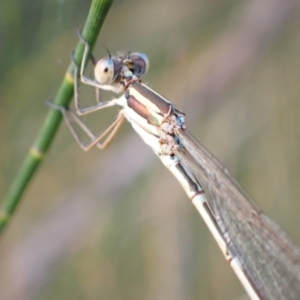 Austrolestes analis at Murrumbateman, NSW - 28 Dec 2022 07:22 PM