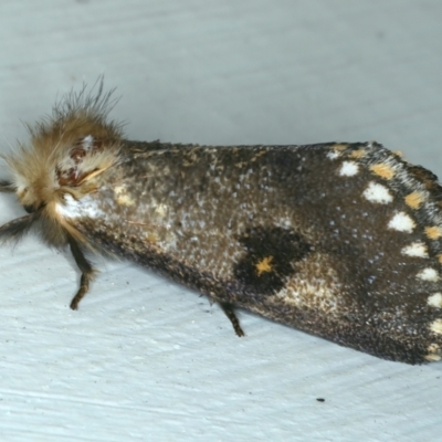 Epicoma contristis (Yellow-spotted Epicoma Moth) at Ainslie, ACT - 27 Dec 2022 by jb2602