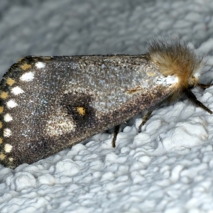 Epicoma contristis at Ainslie, ACT - 27 Dec 2022