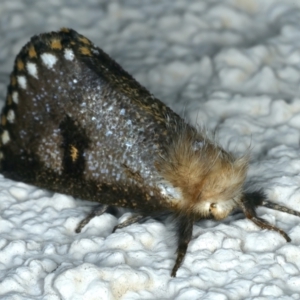 Epicoma contristis at Ainslie, ACT - 27 Dec 2022