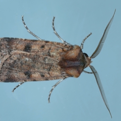 Agrotis porphyricollis (Variable Cutworm) at Ainslie, ACT - 27 Dec 2022 by jb2602