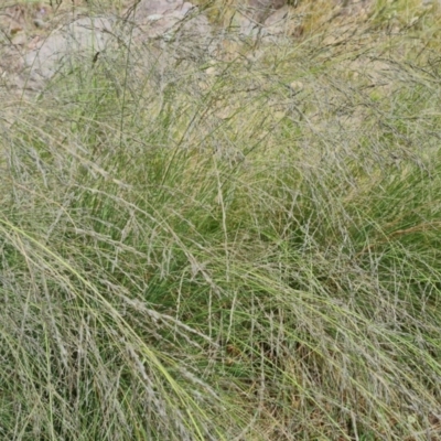 Eragrostis curvula (African Lovegrass) at Isaacs, ACT - 1 Jan 2023 by Mike