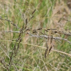 Eragrostis curvula at Isaacs, ACT - 1 Jan 2023