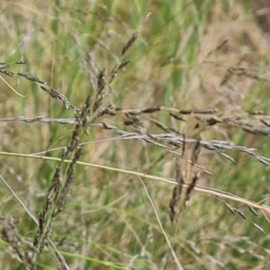 Eragrostis curvula at Isaacs, ACT - 1 Jan 2023