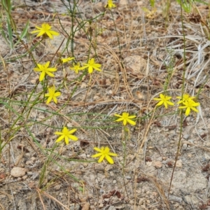 Tricoryne elatior at Isaacs Ridge and Nearby - 1 Jan 2023