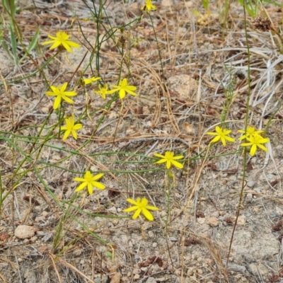 Tricoryne elatior (Yellow Rush Lily) at Isaacs Ridge and Nearby - 1 Jan 2023 by Mike
