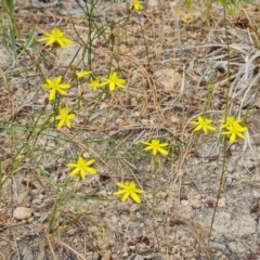 Tricoryne elatior (Yellow Rush Lily) at Isaacs, ACT - 1 Jan 2023 by Mike