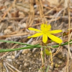 Tricoryne elatior at Isaacs, ACT - 1 Jan 2023