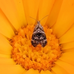 Tebenna micalis (Small Thistle Moth) at Pambula, NSW - 30 Dec 2022 by KylieWaldon